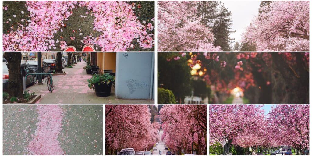 加拿大樱花季